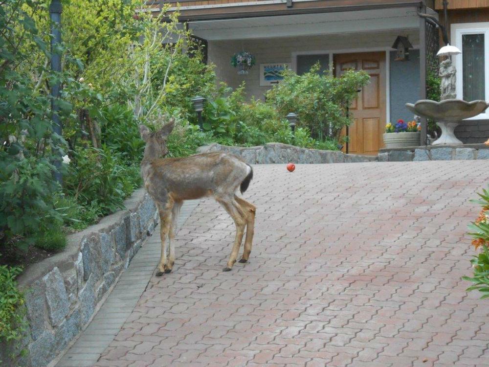 Mountain Bed & Breakfast North Vancouver Eksteriør bilde